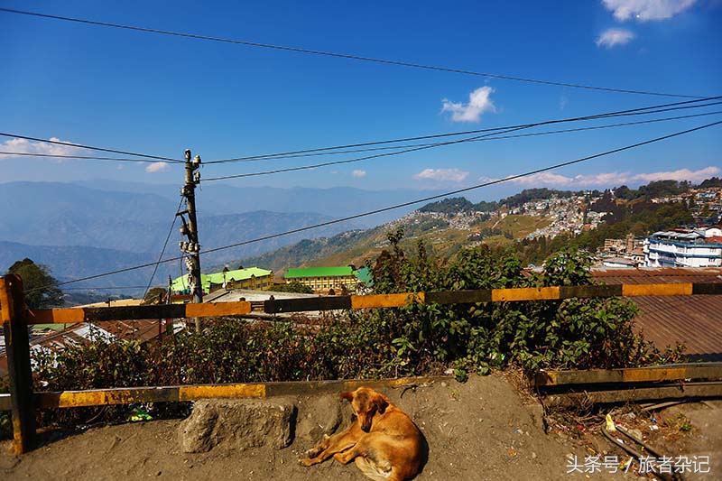 印度大吉岭红茶有几个品牌,印度大吉岭红茶品种