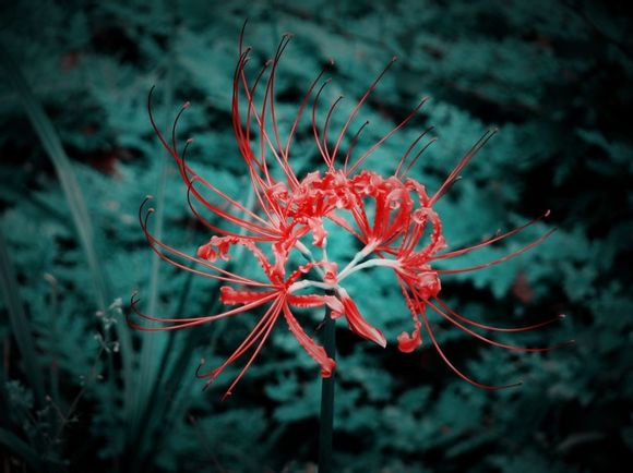 美丽的花都有一个凄美的故事,有关花的凄美爱情故事传说