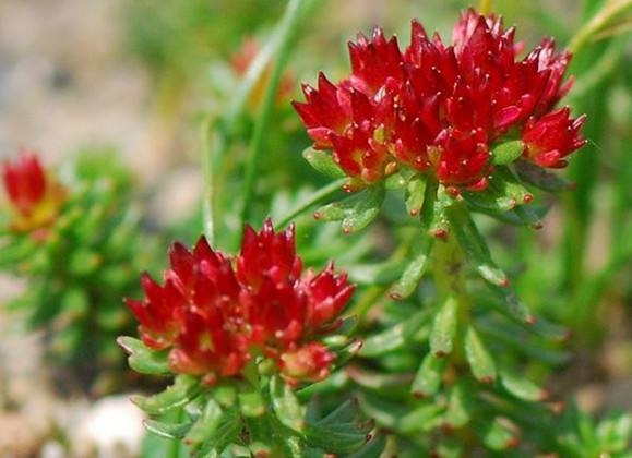 红景天的功效和作用本草纲目,中医学的红景天性味归经与功效