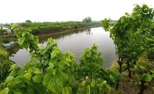 桑基鱼塘农耕文化体验区,传统桑基鱼塘不断萎缩的根本原因