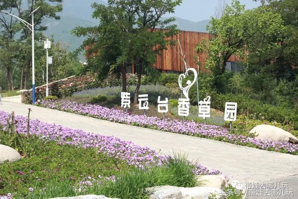 一次薰衣草之旅是如何变成采摘农家乐的?