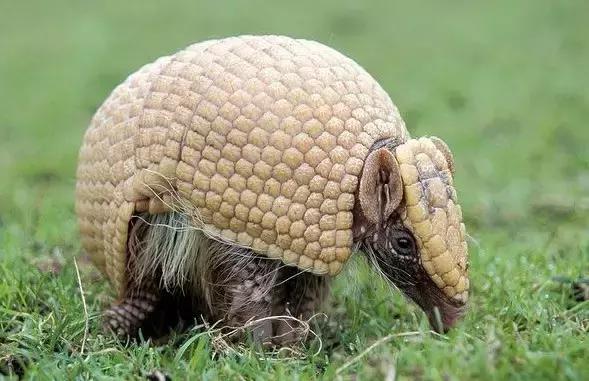 霸王龙体型,霸王龙真的长一身羽毛和厚嘴唇吗