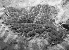 霸王龙体型,霸王龙真的长一身羽毛和厚嘴唇吗