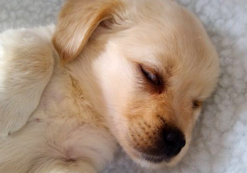 狗狗吃完驱虫药呕吐拉稀有血,狗狗吃完驱虫药呕吐打嗝