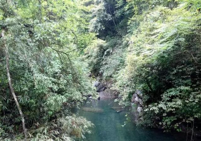 成都周边免费森林自然景点,成都森林避暑好去处