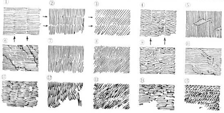 绘画基础教程新手入门,绘画基础教程人物小狗