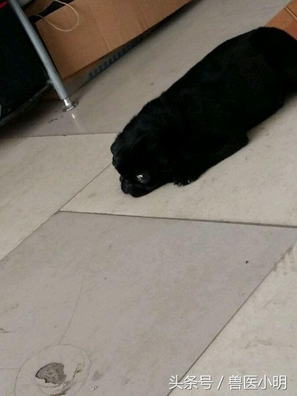 巴哥犬屁股黑色一块是什么,巴哥犬撅屁股是怎么回事