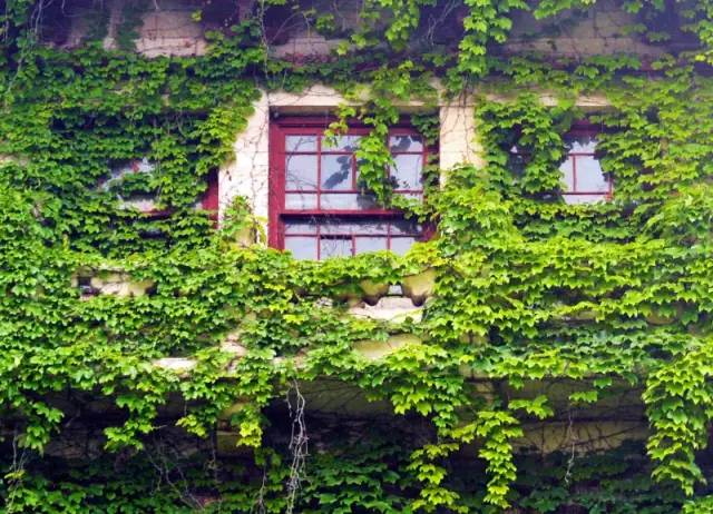 一树一故事｜南大爬山虎百年守望者