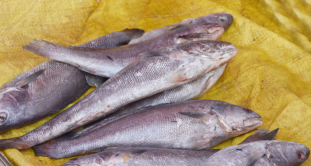 经典海鲜摄影图片,鲜活海鲜摄影技巧