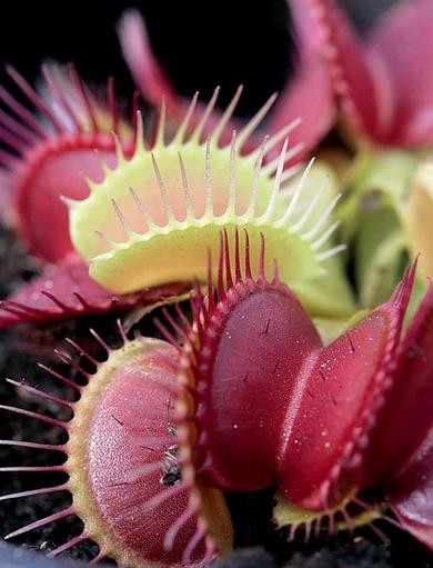 捕蝇草的一些知识,捕蝇草到底应该怎么养