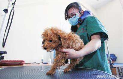 泰迪犬真菌治疗方法,泰迪犬真菌皮肤病治疗