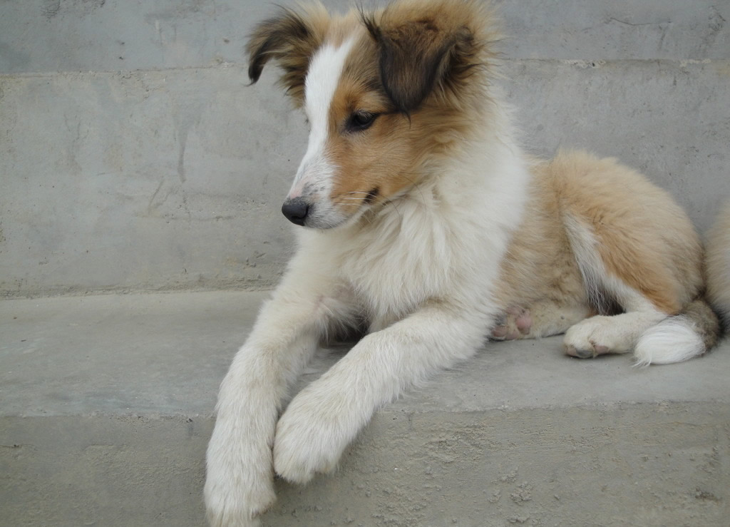 盘点全网最精的狗狗,全网狗狗大合集