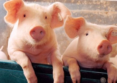 母猪产后知识讲座,母猪产后便秘最快通便方法