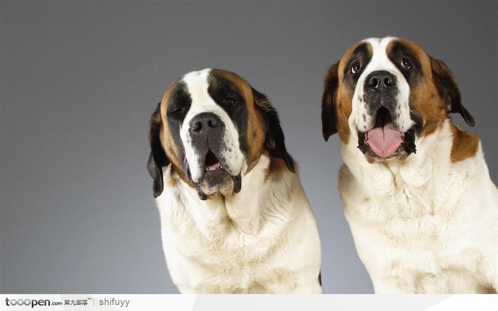 盘点全网最精的狗狗,全网狗狗大合集