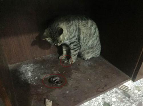 猫咪为什么会叼蛇回来,一只被主人逼疯的喵星人