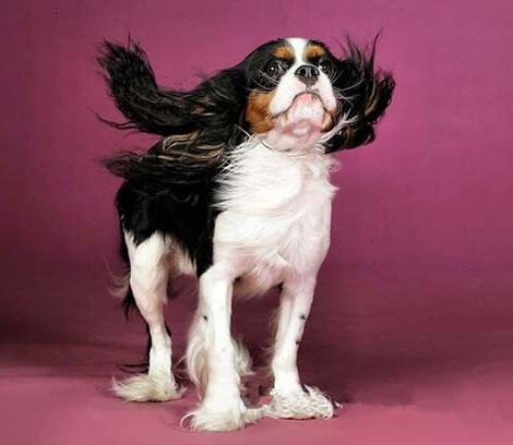 盘点全网最精的狗狗,史上最全狗狗大全