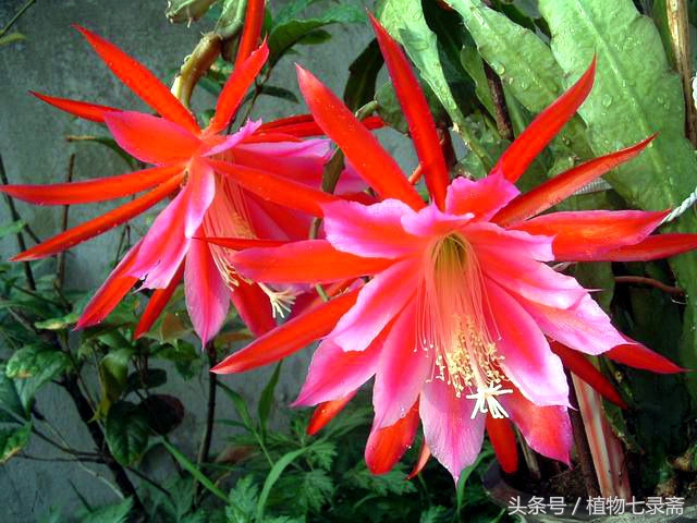 怎么知道浇花水浇够了,浇花怎样知道浇透了没有