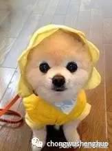 博美犬是什么犬种,犬种介绍马犬