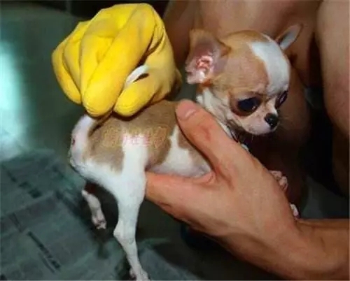 养狗怎么教会排便,养狗宝典如何帮狗狗剪指甲