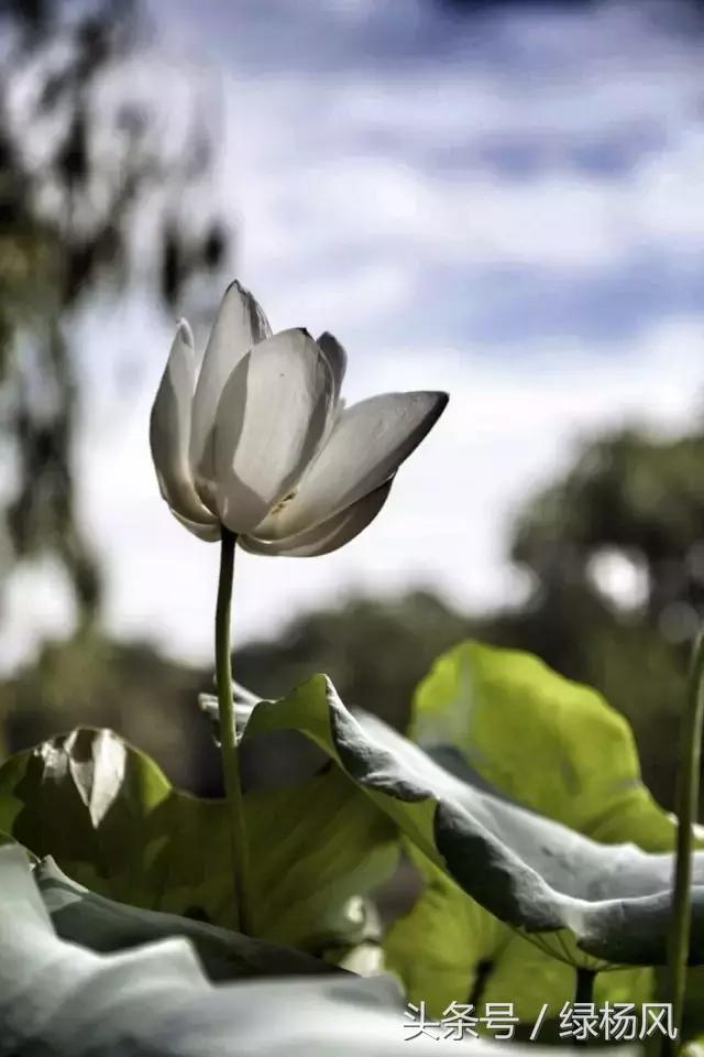 瘦西湖优惠门票多少钱,瘦西湖门票优惠政策最新