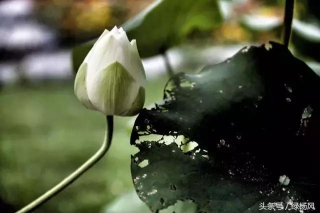 瘦西湖优惠门票多少钱,瘦西湖门票优惠政策最新