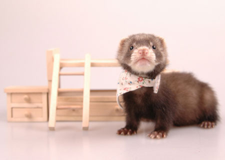 怎么让雪貂变乖,如何跟雪貂玩耍