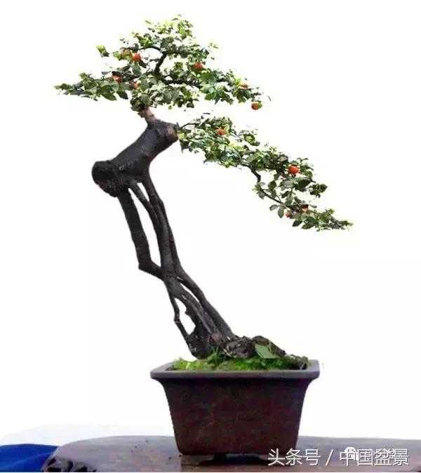 盆景悬根露爪美不胜收