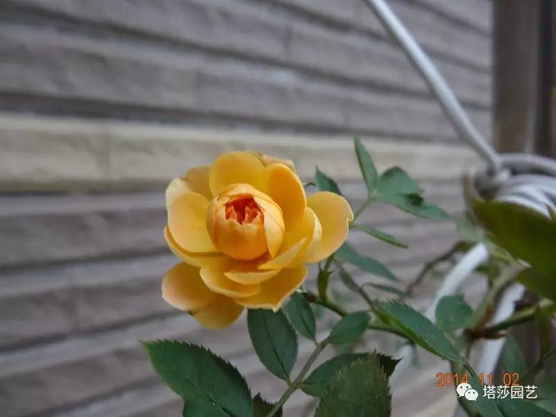 小城花事，泥土中滋生的花园梦