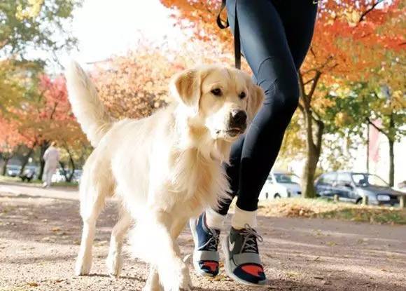 狗狗胸背P链项圈学问大了！快来看看你选的对不对
