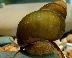 芒种开运的最佳方法,芒种咋过