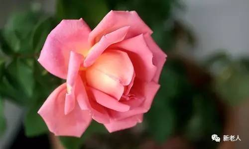 全国56个市花图片,中国各市市花集中图