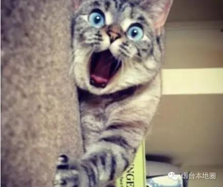 淄博和烟台差距大吗,烟台和青岛差距多大