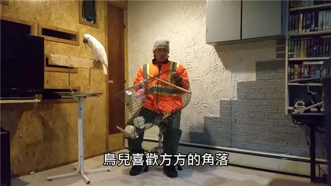 主人故意踩坏鸟笼鹦鹉气得大骂,鸟笼被主人踩烂鹦鹉说话爆脏话