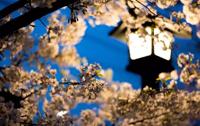 又到樱花飞舞时,又到樱花烂漫时美篇