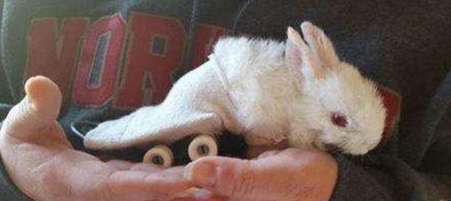 小兔灵机一动想出了一个办法,小兔子瘫痪