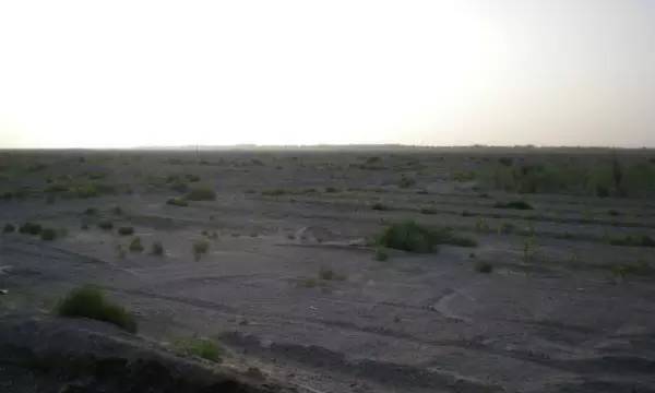 戈壁滩上种大枣,戈壁滩种枣