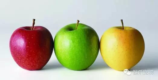 孕妇不能养什么,家里有孕妇可以养宠物吗