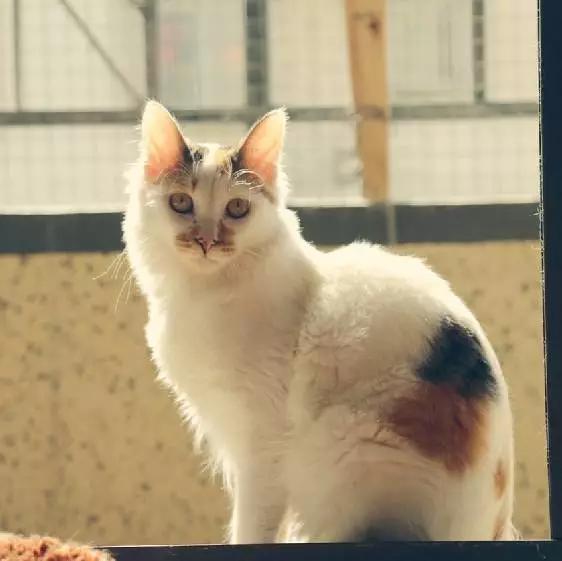 上海宠物领养阿拉斯加,上海宠物领养活动