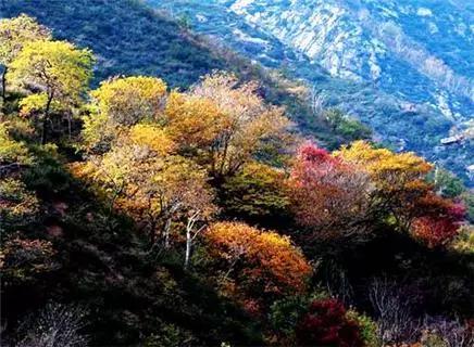 莱西在中国受欢迎,莱西受国人欢迎吗