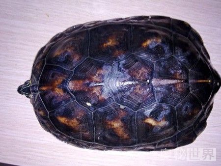 动物是怎么睡觉的教学,动物怎样睡觉的图片