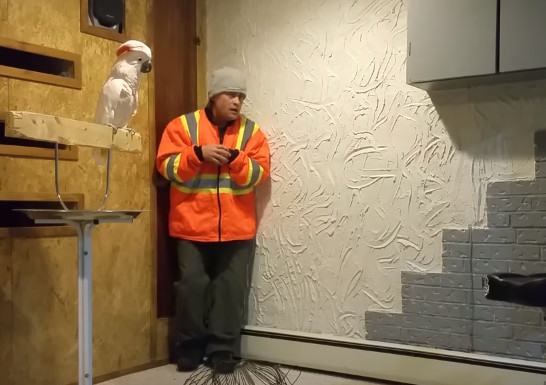 鹦鹉看见自己笼子被砸,鹦鹉看到同伴被猫咬死怎么办