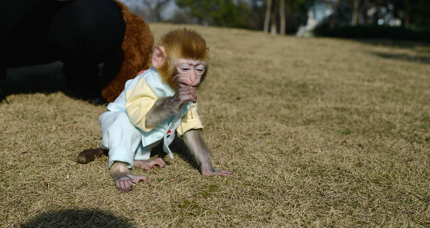 超级可爱的十大萌宠可以在家养,好养又干净的宠物萌宠