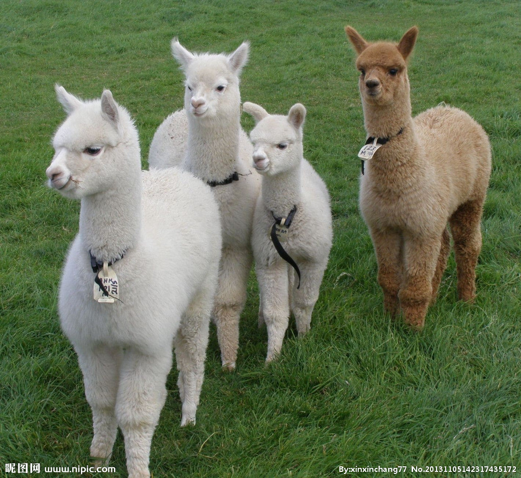 超级可爱的十大萌宠可以在家养,好养又干净的宠物萌宠