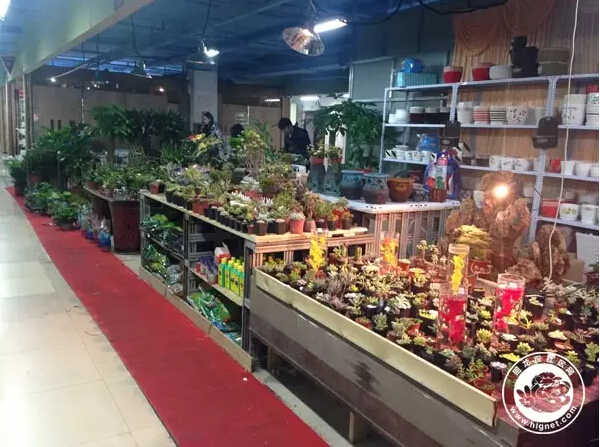 北京回龙观花鸟鱼虫,昌平回龙观附近的花鸟鱼虫市场