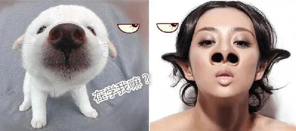 鼻子垫的太往上了,鼻子垫得不高是不是不容易歪