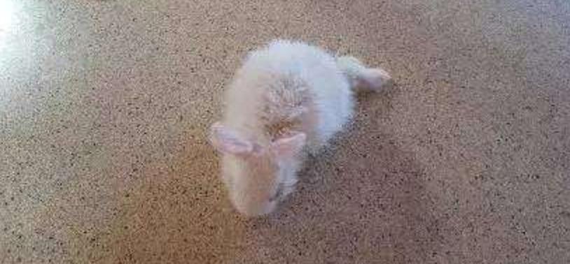 他救了这只小兔子时发现它下身已瘫痪,苦思之下想出一个绝妙方法