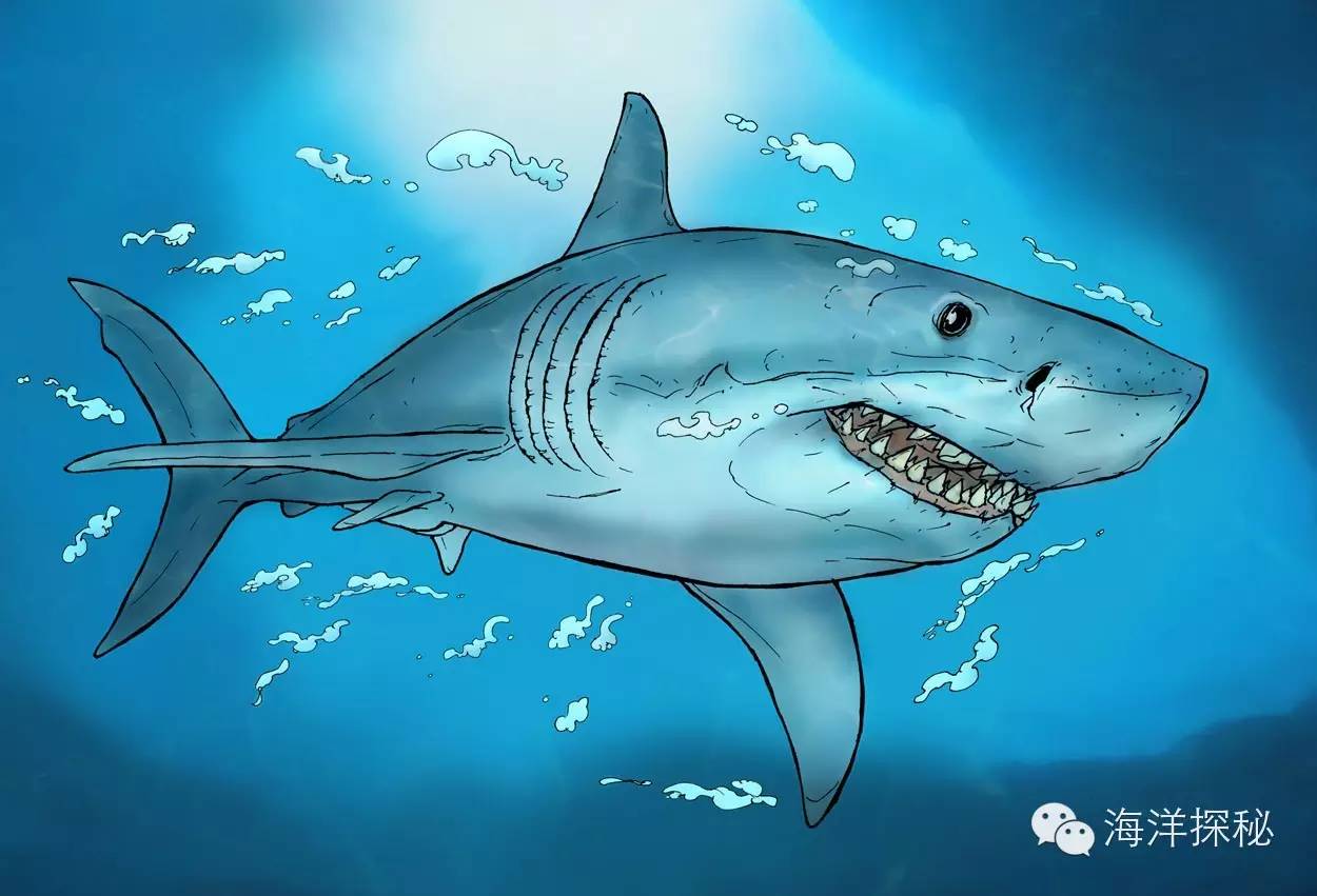 鲨鱼一直游泳会沉入海底吗,海洋生物漫谈内容