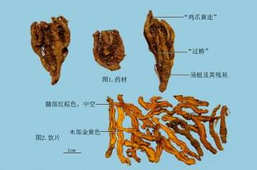 中药黄连主治病症,中药川黄连的功效