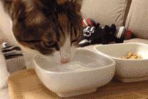 肥胖人的内脂,是虚胖好减还是真胖好减