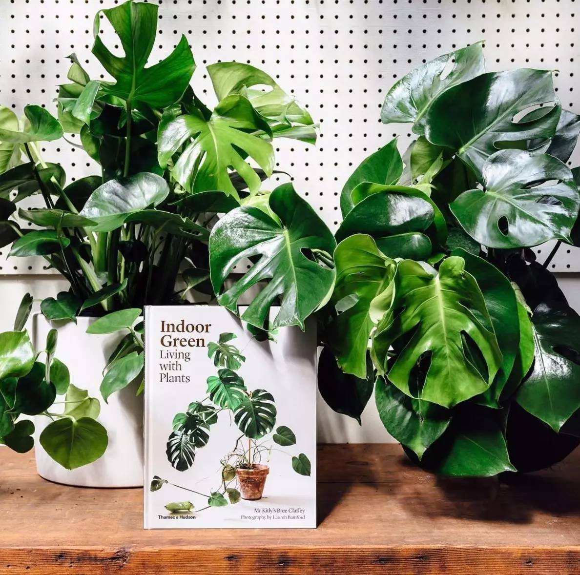 卖的最好的植物店,植物店能买到哪些植物